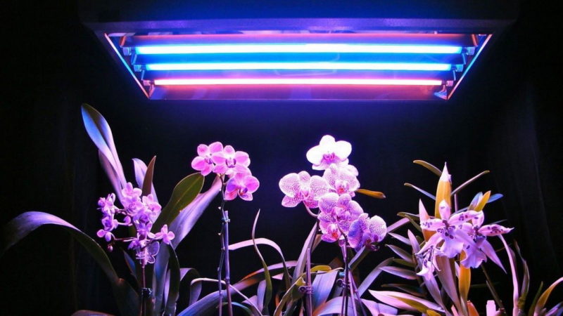 Dyrkning af planter under UV-lys